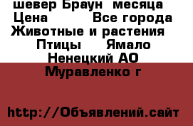 шевер Браун 2месяца › Цена ­ 200 - Все города Животные и растения » Птицы   . Ямало-Ненецкий АО,Муравленко г.